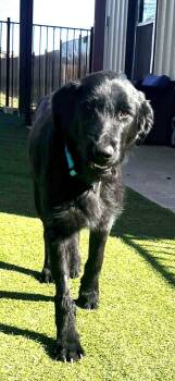 Poodle Dogs Available for Adoption - Maggie | PetCurious