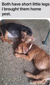 Terrier Dogs Available for Adoption in Columbus, Ohio - Maggie | PetCurious