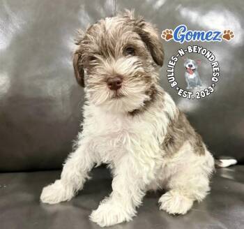 Schnauzer Dogs Available for Adoption in Omaha, Nebraska - Gomez | PetCurious