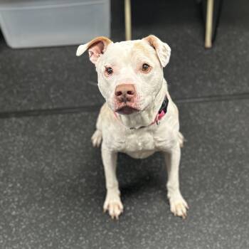 Mixed Breed Dogs Available for Adoption in Youngstown, Ohio - Tyson | PetCurious