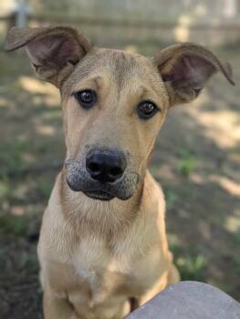 Rescue Shepherd Dogs for Adoption in Dover, Arkansas - Pakoa | PetCurious