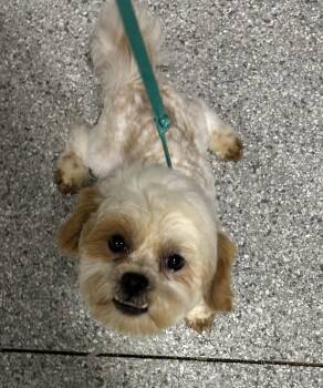 Shih Tzu and Bichon Frise Dogs Available for Adoption in Antwerp, Ohio - Teddy  | PetCurious