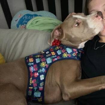 Pit Bull Terrier Dogs Available for Adoption - President Business | PetCurious