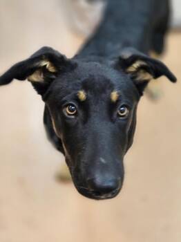 Blackjack -  Shepherd Dog for Adoption in Kennewick, Washington - Blackjack | PetCurious