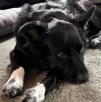 Sophie -  Border Collie Dog for Adoption in Bend, Oregon - Sophie | PetCurious