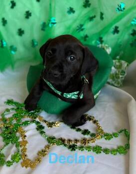 Golden Retriever and Labrador Retriever Dogs Available for Adoption - Lucky Charms : Declan | PetCurious