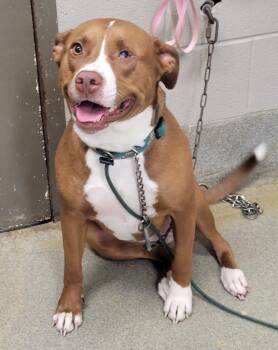 Pibble -  Pit Bull Terrier Dog for Adoption in Hopkinsville, Kentucky - Pibble | PetCurious