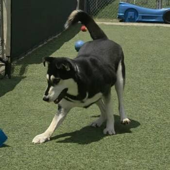 Rescue Husky Dogs for Adoption in Longview, Texas - Fifi | PetCurious