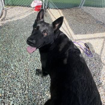 Texas Roadhouse -  German Shepherd Dog Dog Available for Adoption in Waynesville, North Carolina - Texas Roadhouse | PetCurious