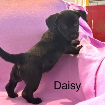 Daisy -  Dachshund and Golden Retriever Dog Available for Adoption in Fort Lauderdale, Florida - Daisy | PetCurious
