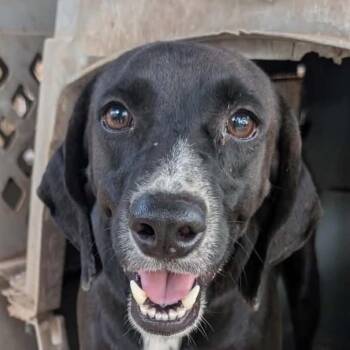 Barak (20260915-06) -  Black Labrador Retriever Dog for Adoption in Niagara Falls, Ontario - Barak (20260915-06) | PetCurious
