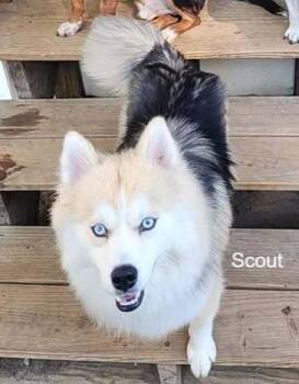 Scout -  Husky and Pomeranian Dog for Adoption in Dale City, Virginia - Scout | PetCurious