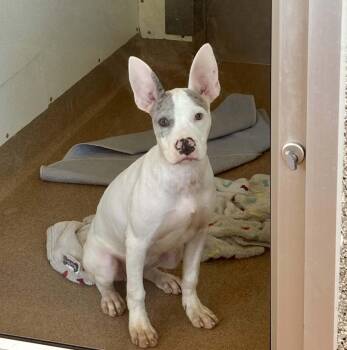 Hedwig -  Terrier Dog for Adoption in Chambersburg, Pennsylvania - Hedwig | PetCurious