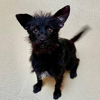 Terrier Dogs Available for Adoption - Frank Sinatra | PetCurious