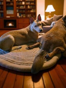 Rescue Carolina Dog Dogs for Adoption in Longview, Texas - Sam-wise | PetCurious