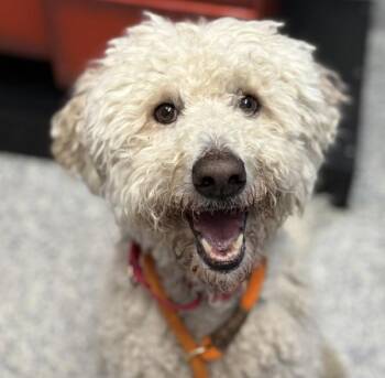 Standard Poodle and Golden Retriever Dogs Available for Adoption in Golden, Colorado - Maple Bacon | PetCurious