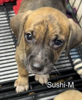 Sushi -  Hound Dog for Adoption in Gilberts, Illinois - Sushi | PetCurious