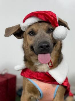 Nina Vanessa-One of our Amazing Rescue Dogs -  Spaniel and Husky Dog Available for Adoption in Carlsbad, California - Nina Vanessa-One Of Our Amazing Rescue Dogs | PetCurious