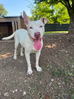 White Feather -  Mixed Breed Dog for Adoption in Huntsville, Alabama - White Feather | PetCurious