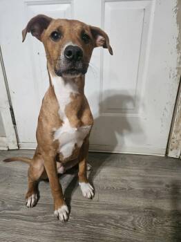 Maui -  Labrador Retriever Dog for Adoption in Dayton, Tennessee - Maui | PetCurious