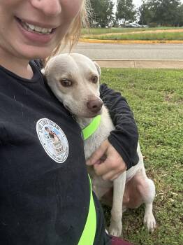 Rex -  Labrador Retriever Dog for Adoption in Stephens City, Virginia - Rex | PetCurious