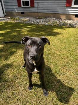 Oreo  -  Labrador Retriever Dog Available for Adoption in Dahlonega, Georgia - Oreo  | PetCurious