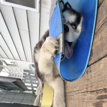 Husky Dogs Available for Adoption in Rochester, Minnesota - Peregrine | PetCurious