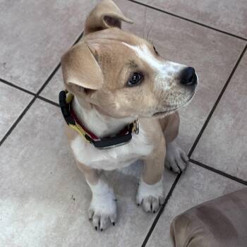 Pointer and Labrador Retriever Dogs Available for Adoption in Andover, Massachusetts - James Brown - Local Pup | PetCurious