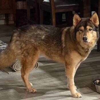 Alaskan Malamute and Shepherd Dogs Available for Adoption in Springfield, Missouri - Yuna | PetCurious