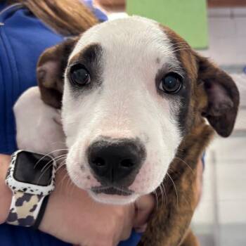Pit Bull Terrier and Mixed Breed Dogs Available for Adoption - Darla | PetCurious