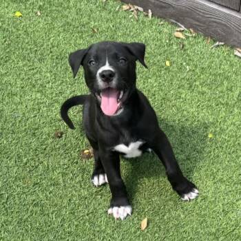 Creek 4730 -  Weimaraner and Mixed Breed Dog for Adoption in Loxahatchee Groves, Florida - Creek 4730 | PetCurious