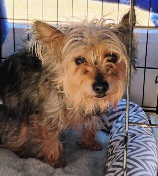Yorkshire Terrier and Poodle Dogs Available for Adoption - Knox | PetCurious