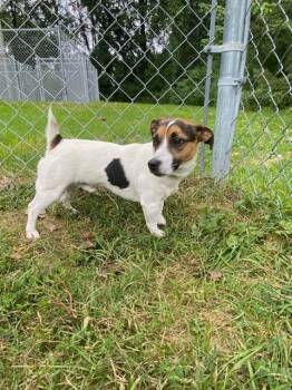 Lucky -  Jack Russell Terrier Dog for Adoption in Muskegon, Michigan - Lucky | PetCurious