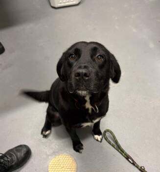 Saboya -  Black Labrador Retriever and Pit Bull Terrier Dog for Adoption in Ashland, Virginia - Saboya | PetCurious