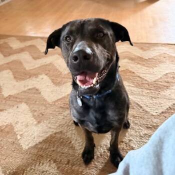Axel -  Mixed Breed and Pit Bull Terrier Dog Available for Adoption in Los Angeles, California - Axel | PetCurious