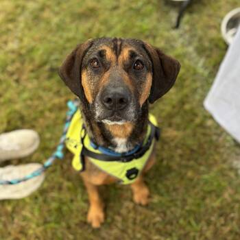 Rescue Treeing Walker Coonhound Dogs for Adoption in Columbia, South Carolina - Pinky | PetCurious