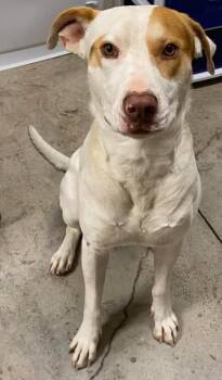 Terrier and Mixed Breed Dogs Available for Adoption in Lampasas, Texas - Gravel | PetCurious