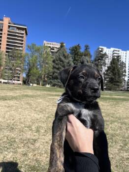 Border Collie and Australian Cattle Dog Blue Heeler Dogs Available for Adoption in Denver, Colorado - Gordo | PetCurious