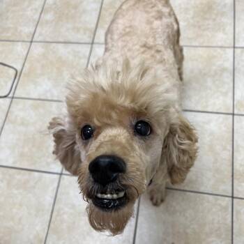 #24 -  Miniature Poodle Dog for Adoption in Pekin, Illinois - #24 | PetCurious