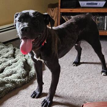 Smalls -  Mastiff Dog for Adoption in Manchester, Pennsylvania - Smalls | PetCurious