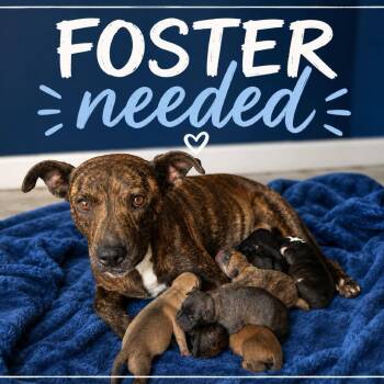 Annie -  Plott Hound and Mixed Breed Dog for Adoption in Buchanan Dam, Texas - Annie | PetCurious