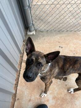 Shepherd and Akita Dogs Available for Adoption in Bossier City, Louisiana - Patty | PetCurious
