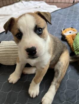 Peanut -  Aussiedoodle and Bernese Mountain Dog Dog for Adoption - Peanut | PetCurious