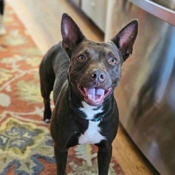 Pit Bull Terrier Dogs Available for Adoption - Freya | PetCurious