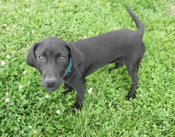 Rescue Beagle Dogs for Adoption in Fairfield, Iowa - Bruno | PetCurious