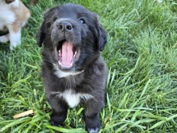 Magma -  Shepherd and Siberian Husky Dog for Adoption in Portland, Oregon - Magma | PetCurious