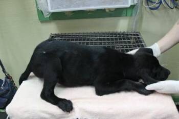 Labrador Retriever and Mixed Breed Dogs Available for Adoption in Picayune, Mississippi - Alfalfa | PetCurious