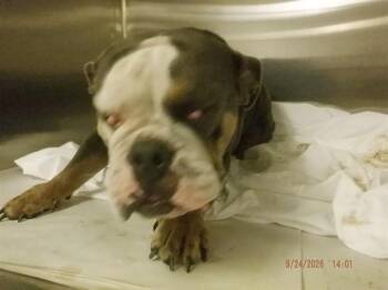 DANDILION -  English Bulldog Dog for Adoption in Doral, Florida - DANDILION | PetCurious