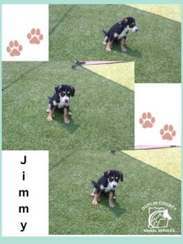 Jimmy -  Mixed Breed Dog for Adoption in Kenansville, North Carolina - Jimmy | PetCurious