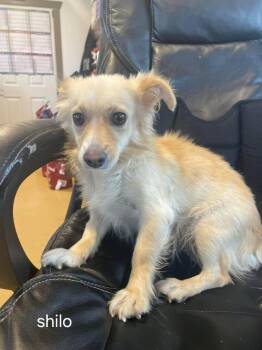 Lol-Shilo -  Chihuahua Dog for Adoption in Billings, Montana - Lol-Shilo | PetCurious